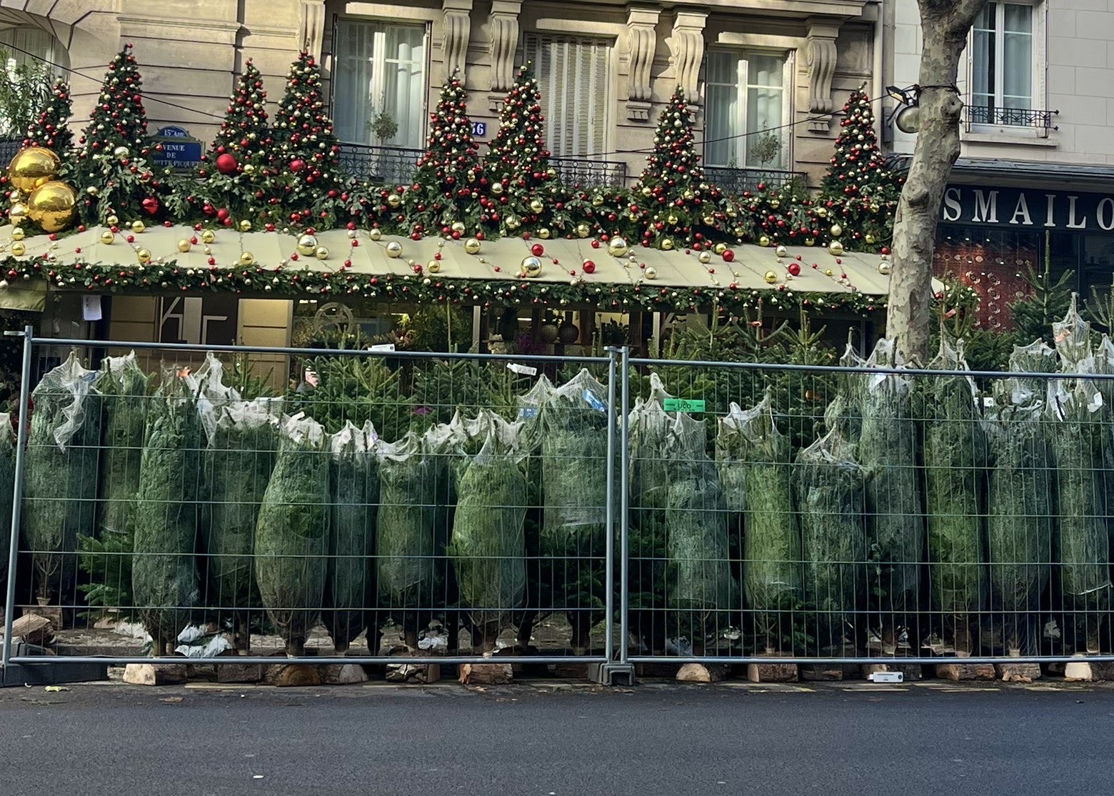 L’impact écologique du sapin de noël : une question épineuse, de la culture au recyclage.