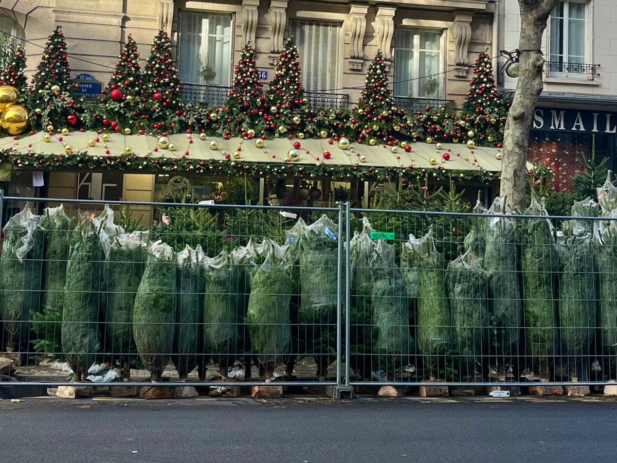 L’impact écologique du sapin de noël : une question épineuse, de la culture au&nbsp;recyclage.