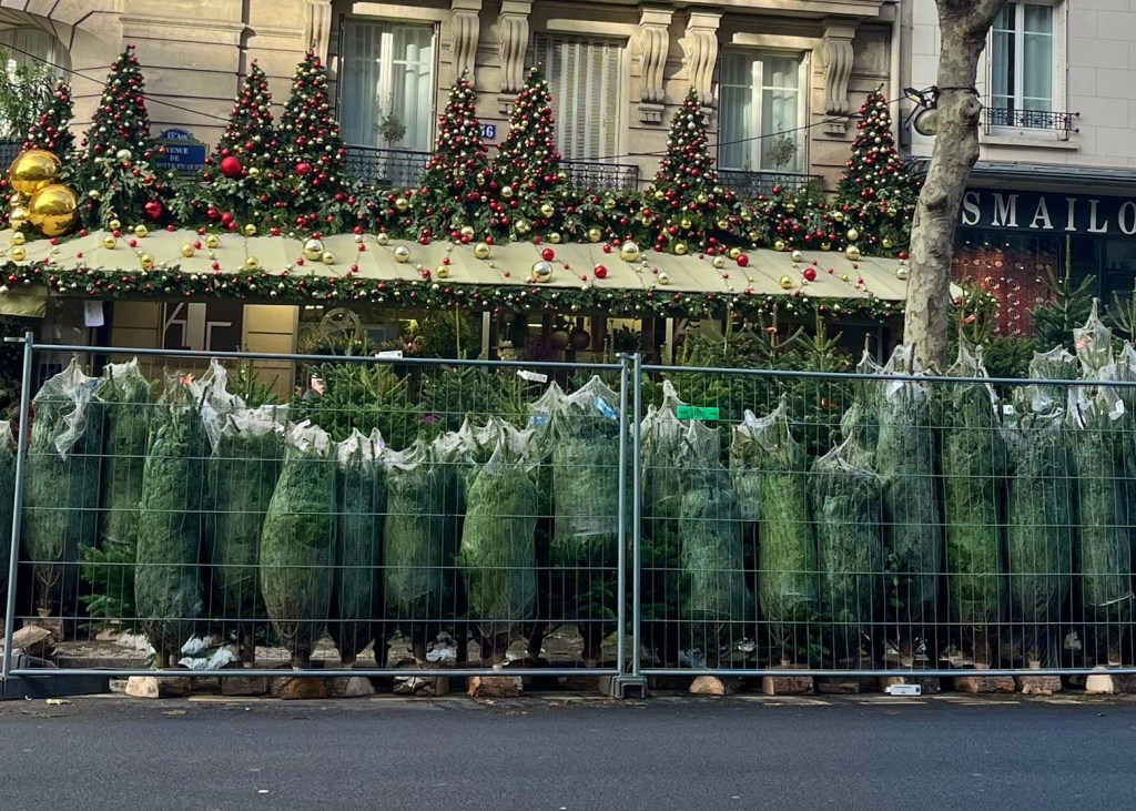 L’impact écologique du sapin de noël : une question épineuse, de la culture au recyclage.